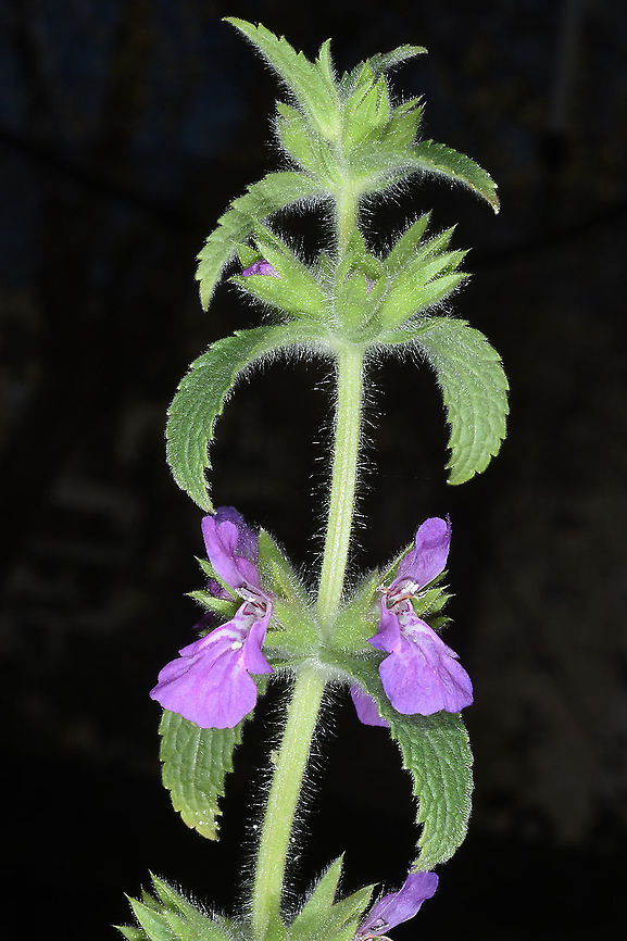 Stachys zoharyana  Stachys zoharyana