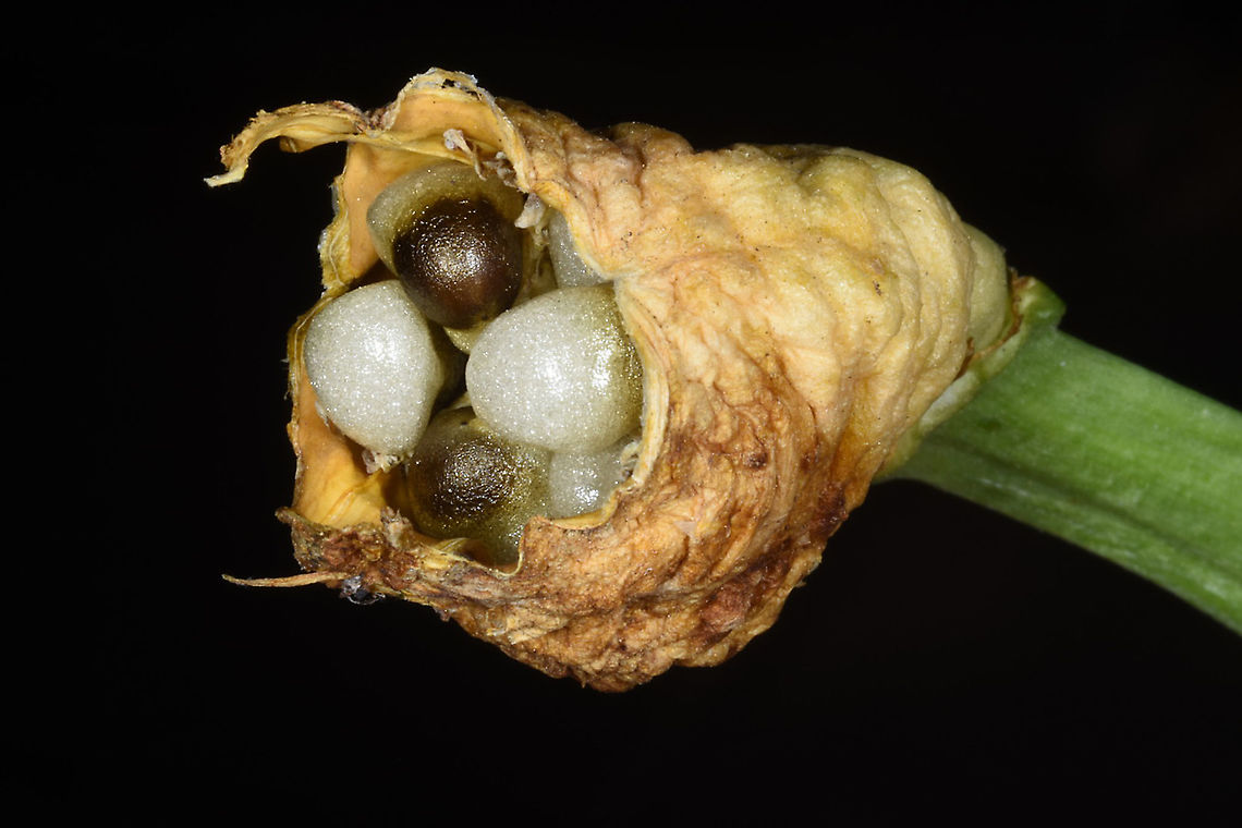 Sternbergia clusiana This is the fruit, dispersing its seeds. Each seed has a elaiosome attached to it, the ants eat it and disperse the seeds. Sternbergia clusiana