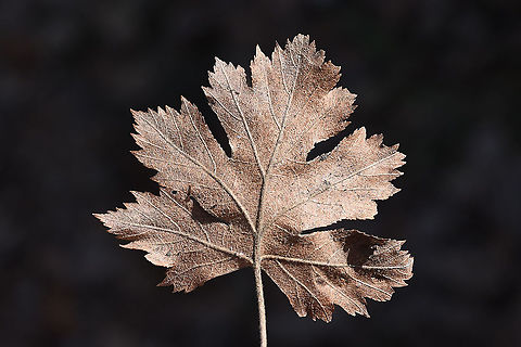 Sorbus torminalis Mt Hermon, 1600m Geotagged,Sorbus torminalis,Wild service tree,Winter