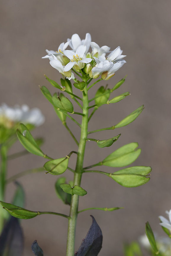 Noccaea microstyla  Noccaea microstyla