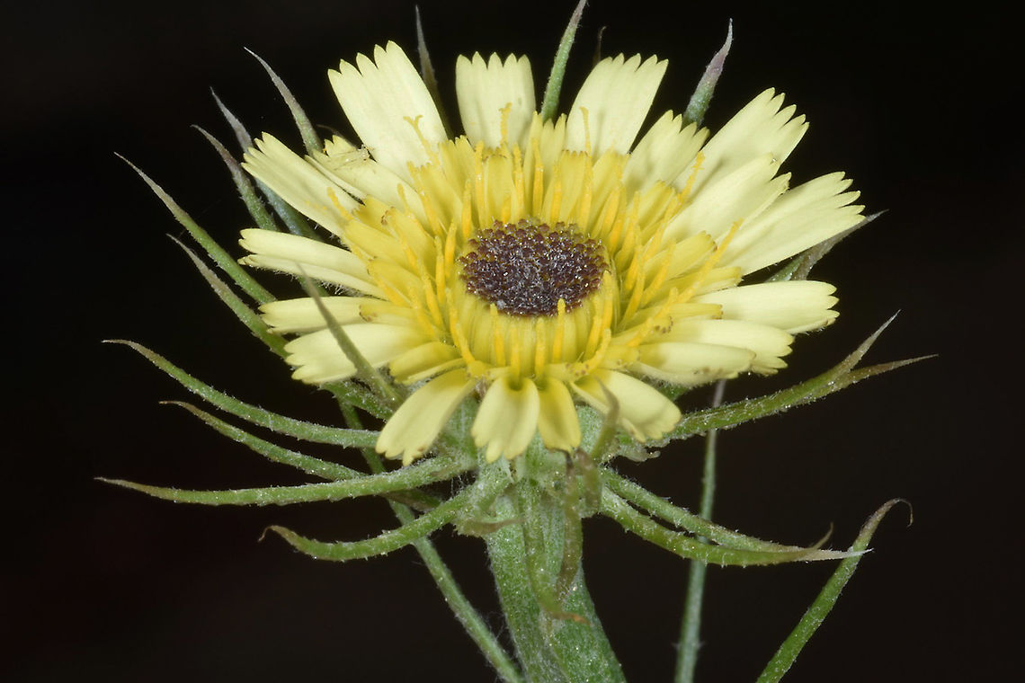 Tolpis barbata  Tolpis barbata,Tolpis umbellata
