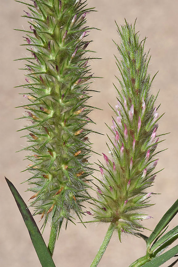 Trifolium angustifolium  Trifolium angustifolium