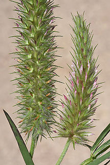 Trifolium angustifolium  Trifolium angustifolium