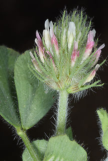 Trifolium sylvaticum  Trifolium sylvaticum