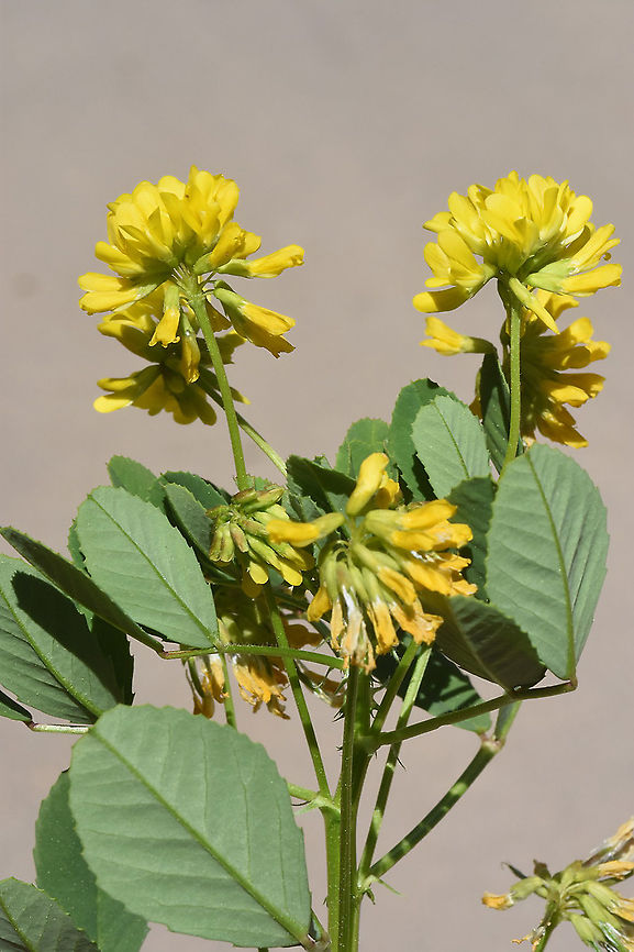 Trigonella caelesyriaca  Trigonella caelesyriaca