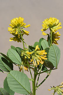 Trigonella caelesyriaca  Trigonella caelesyriaca