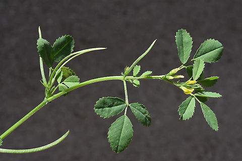 Trigonella monantha  Trigonella monantha