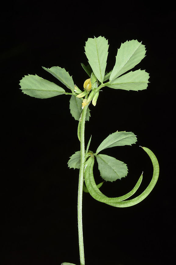 Trigonella spinosa  Trigonella spinosa