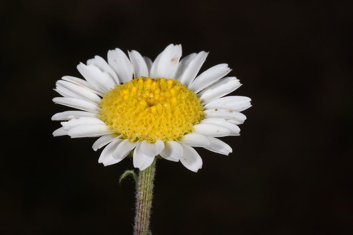 Tripleurospermum oreades Hermon, Man Valley, 1450m Tripleurospermum oreades