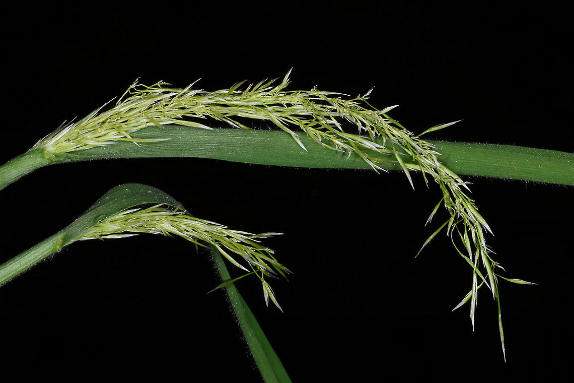 Trisetaria michelii  Avellinia,Avellinia festucoides