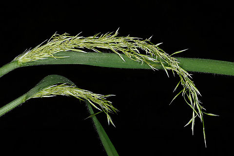 Trisetaria michelii  Avellinia,Avellinia festucoides