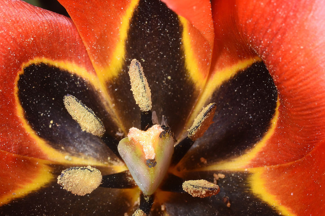 Tulipa agenensis  Tulipa agenensis