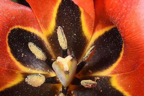 Tulipa agenensis  Tulipa agenensis
