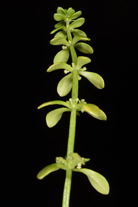 Valantia muralis  Valantia muralis
