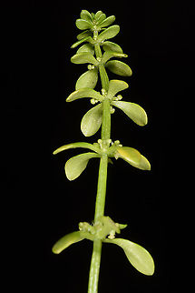 Valantia muralis  Valantia muralis