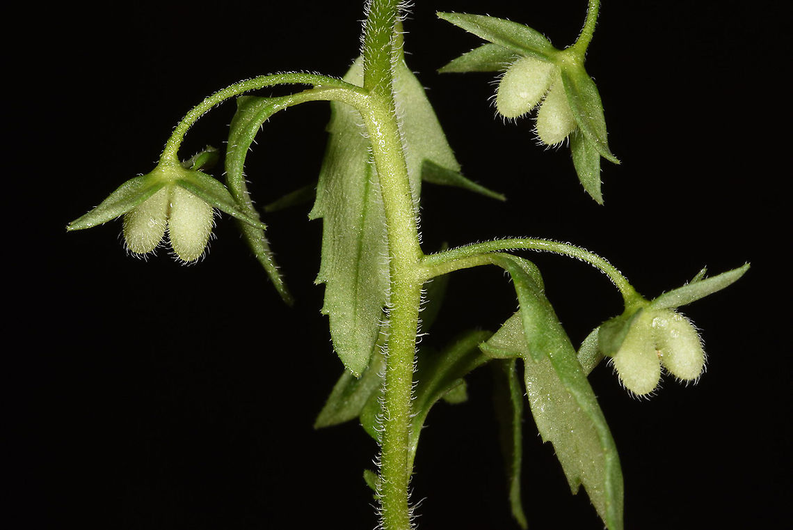 Veronica campylopoda  Veronica campylopoda