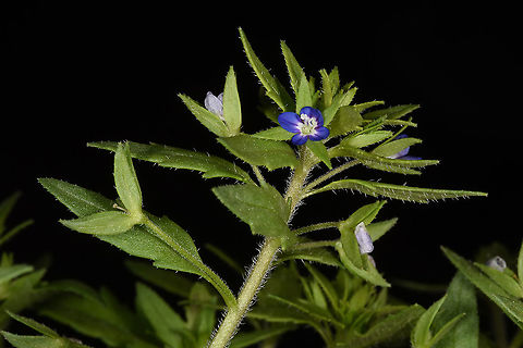Veronica campylopoda  Veronica campylopoda