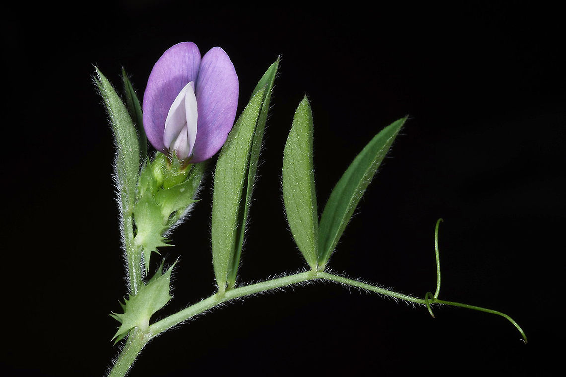 Vicia bithynica  Vicia bithynica