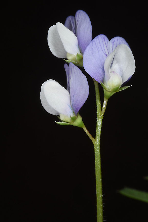 Vicia hulensis  Vicia hulensis