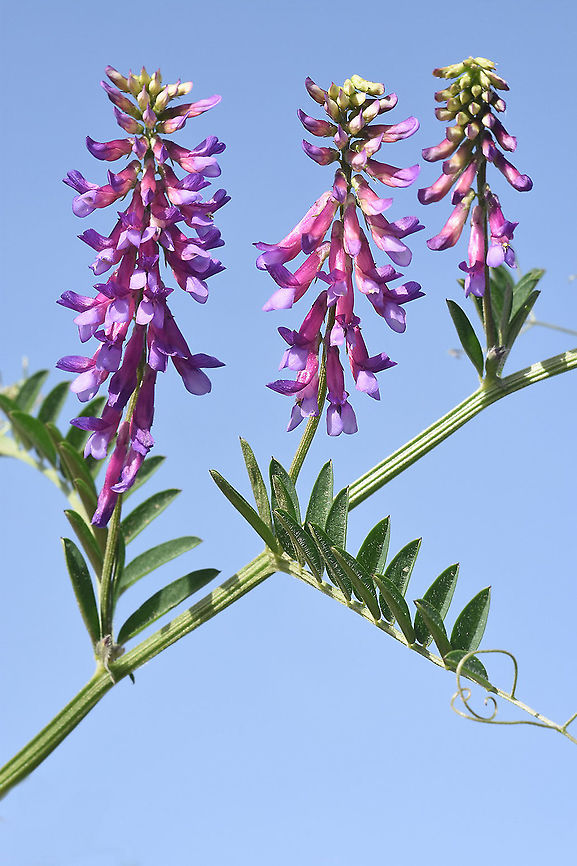 Vicia villosa  Hairy vetch,Vicia villosa