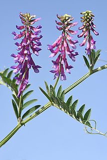 Vicia villosa  Hairy vetch,Vicia villosa