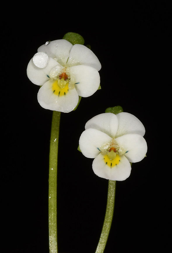 Viola modesta  Viola modesta