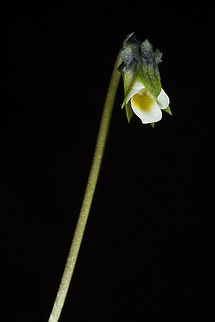 Viola occulta  Viola occulta