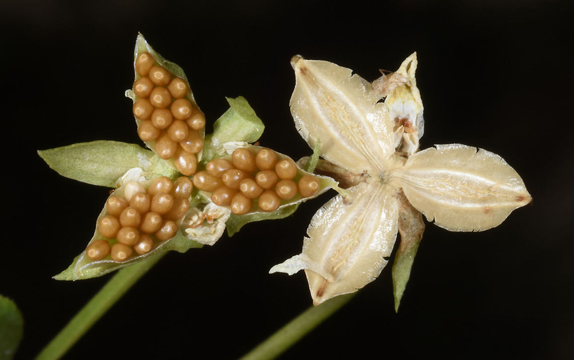 Viola occulta  Viola occulta