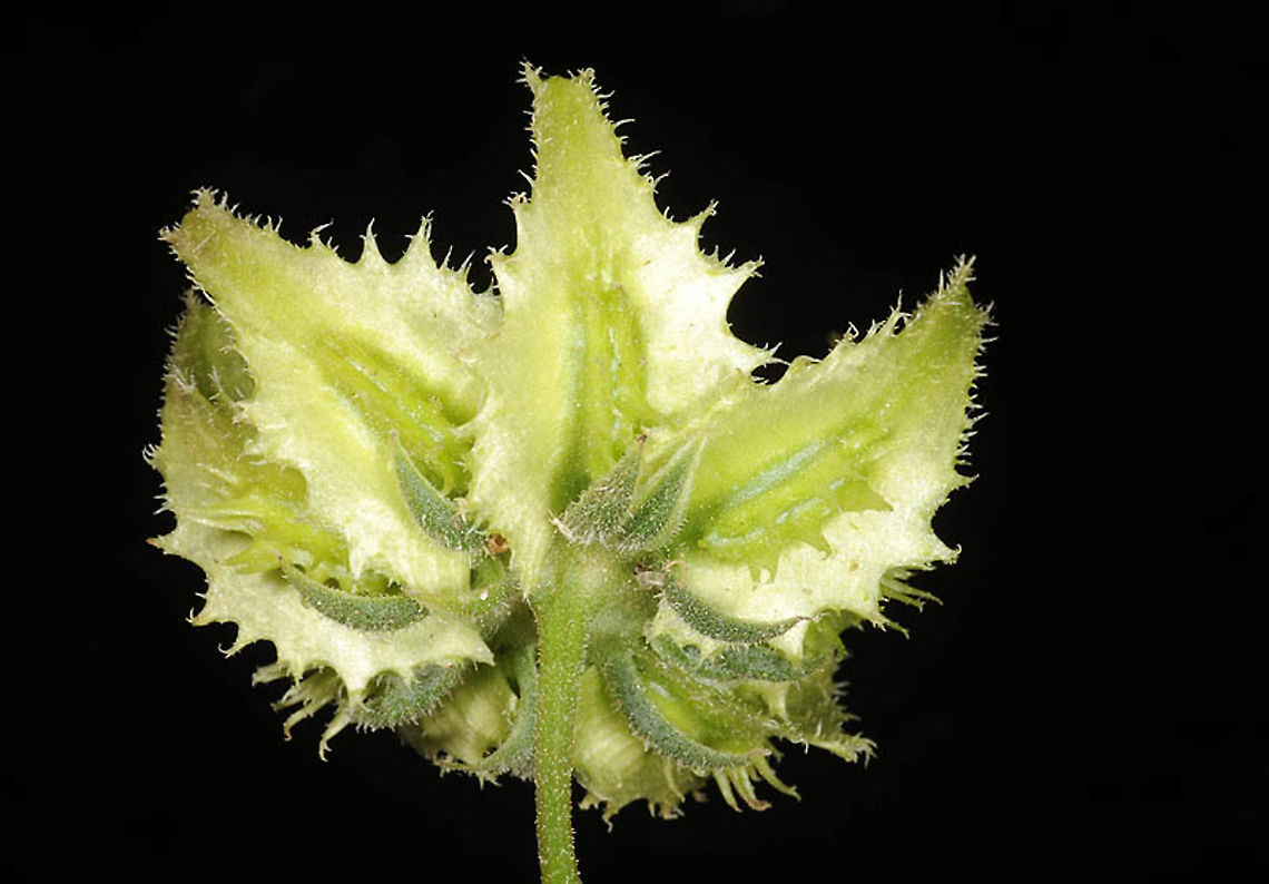 Calendula pachysperma  Calendula pachysperma