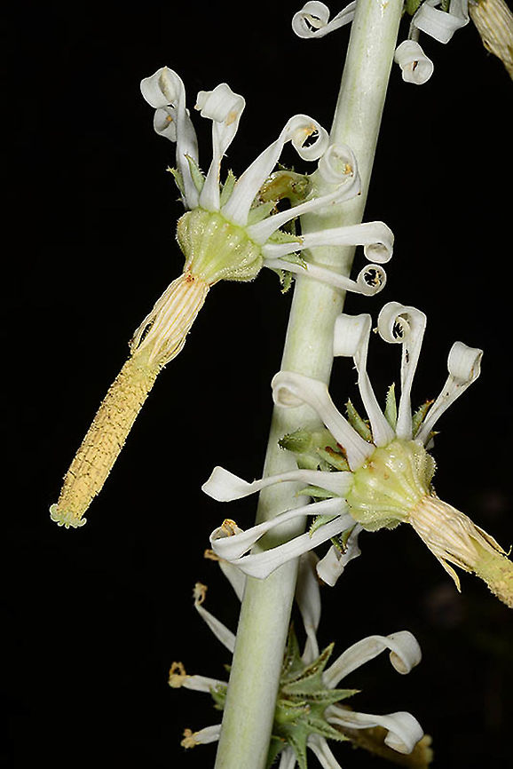 Michauxia laevigata Armenia, Yeghegnadzor mountain range Armenia,Geotagged,Michauxia laevigata,Summer