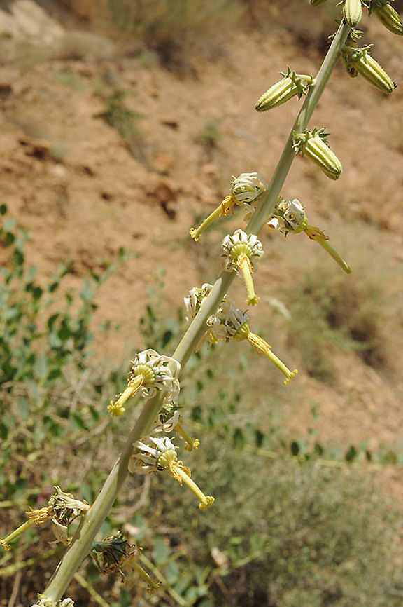 Michauxia laevigata Armenia, near Yeghegnadzor Michauxia laevigata