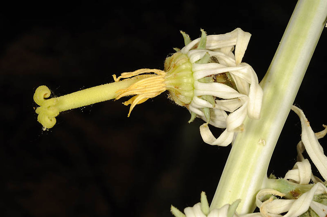 Michauxia laevigata  Armenia,Geotagged,Michauxia laevigata,Spring
