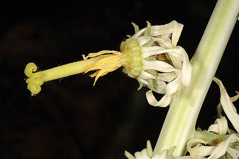Michauxia laevigata  Armenia,Geotagged,Michauxia laevigata,Spring