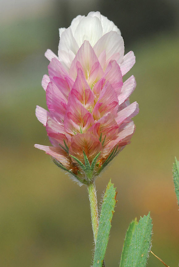 Trifolium philistaeum An endemic annual of Coastal Israel and S Lebanon. <br />
Humra Hill Geotagged,Israel,Trifolium philistaeum,Winter