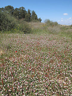 Trifolium philistaeum An endemic annual of coastal Israel and S Lebanon Geotagged,Israel,Trifolium philistaeum,Winter