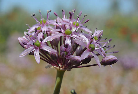 Allium tel-avivense Israel, Ashdod Acacia Reserve Allium tel-avivense,Geotagged,Israel,Winter