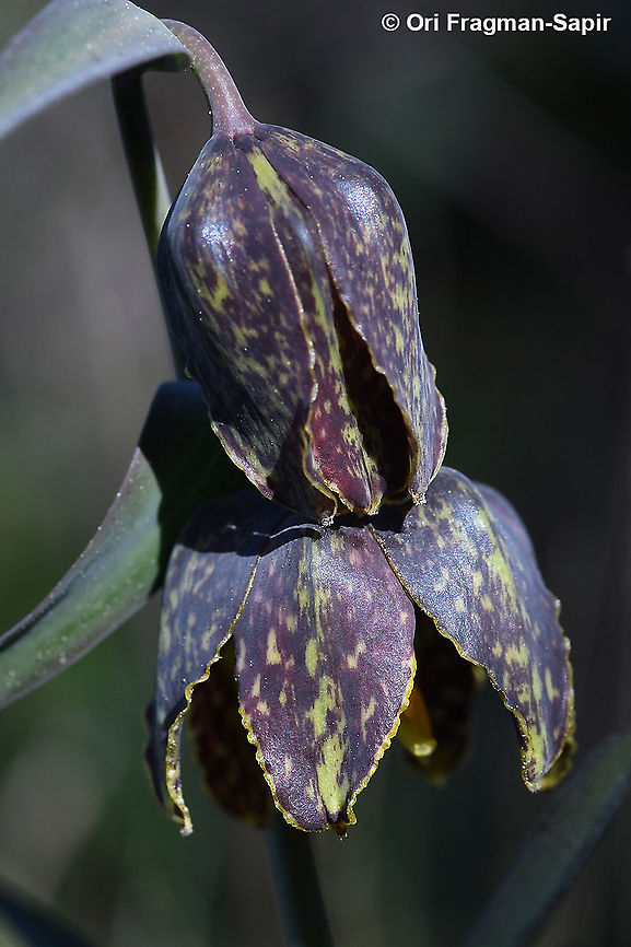 Fritilllaria affinis var. tristulis  Chocolate lily,Fritillaria affinis,Geotagged,United States,Winter