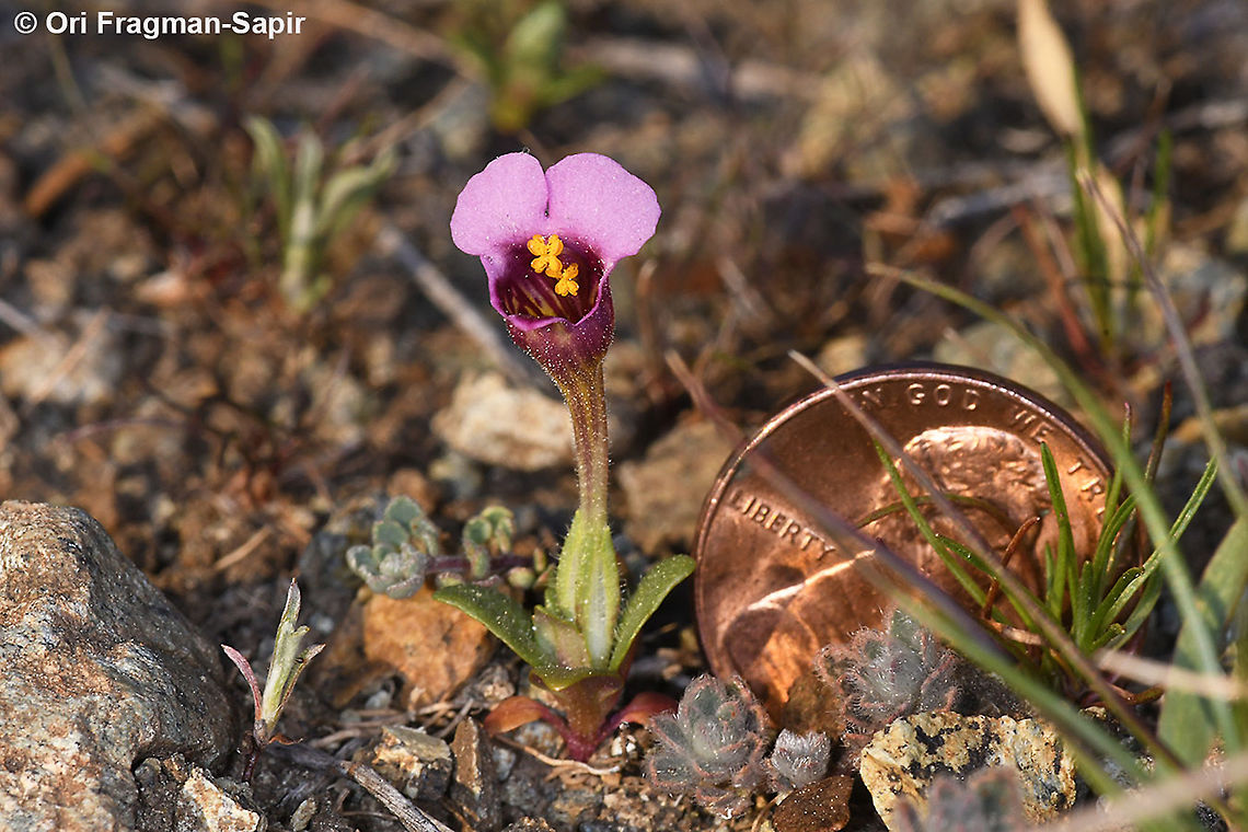 Diplacus douglasii  Diplacus douglasii,Geotagged,United States,Winter