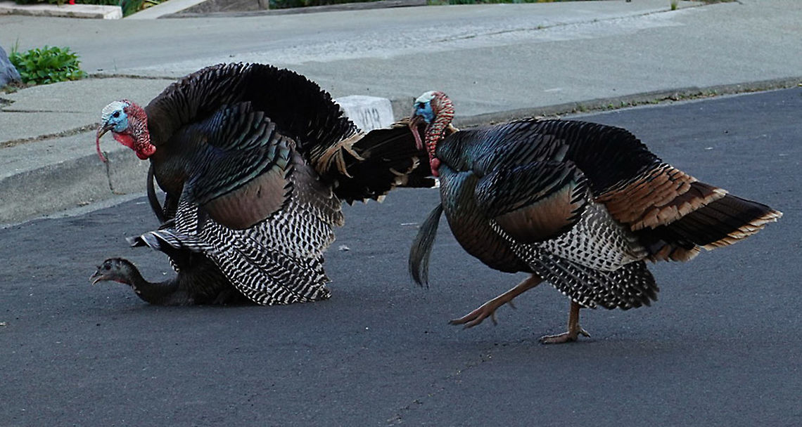 Meleagris gallopavo  Geotagged,Meleagris gallopavo,Spring,United States,Wild turkey