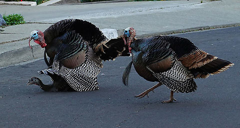 Meleagris gallopavo  Geotagged,Meleagris gallopavo,Spring,United States,Wild turkey