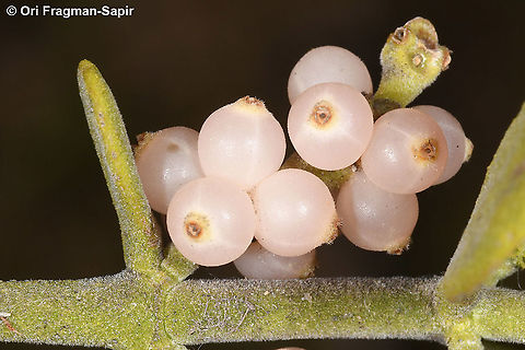 Phoradendro leucarpum  Geotagged,Phoradendro leucarpum,Phoradendron leucarpum,United States,Winter