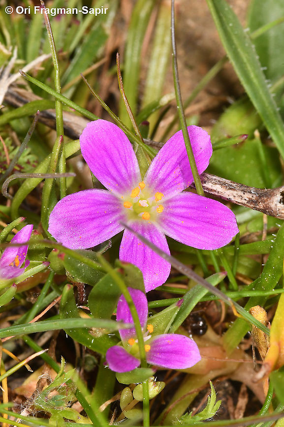 Calandrinia ciliata  Calandrinia ciliata,Geotagged,United States,Winter