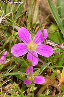 Calandrinia ciliata  Calandrinia ciliata,Geotagged,United States,Winter