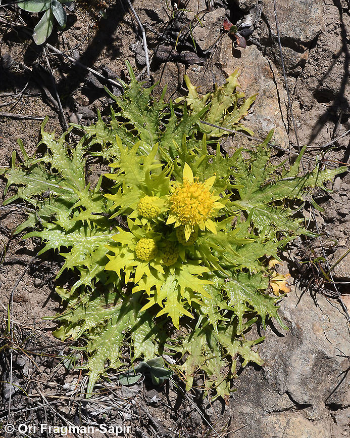 Sanicula arctopoides  Geotagged,Sanicula arctopoides,United States,Winter