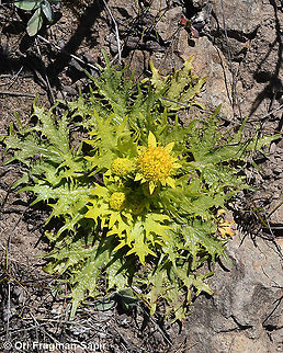 Sanicula arctopoides  Geotagged,Sanicula arctopoides,United States,Winter