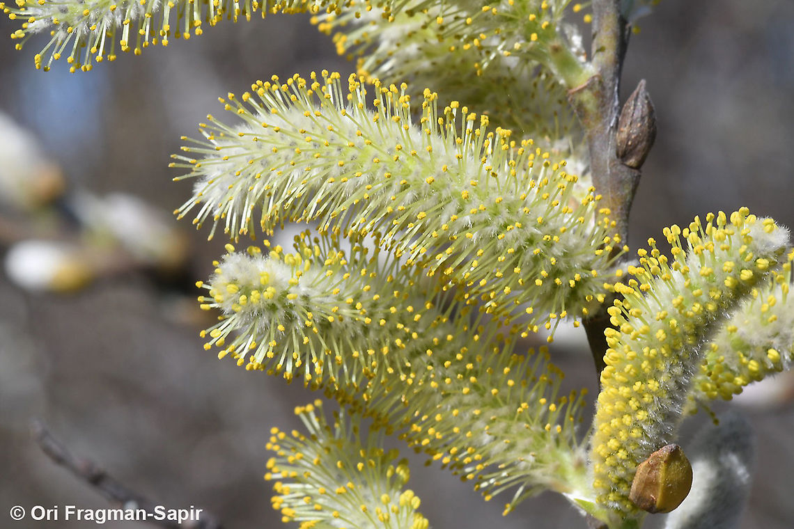 Salix lasiolepis  Geotagged,Salix lasiolepis,United States,Winter