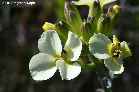 Erysimum franciscanum  Erysimum franciscanum,Geotagged,United States,Winter