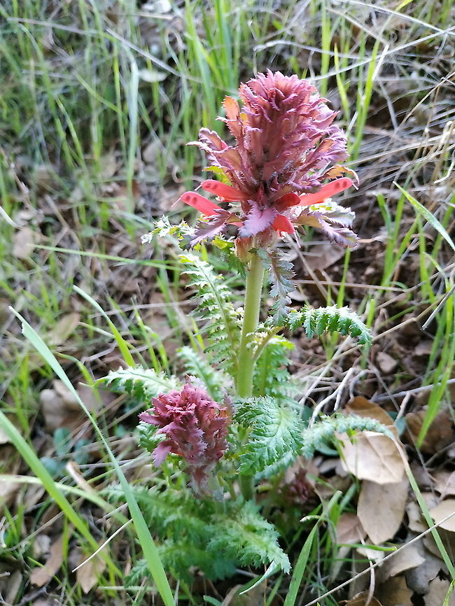 Pedicularis densiflorus  Geotagged,Pedicularis densiflorus,United States,Winter