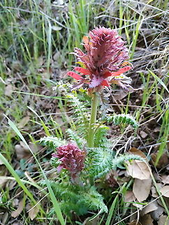 Pedicularis densiflorus  Geotagged,Pedicularis densiflorus,United States,Winter
