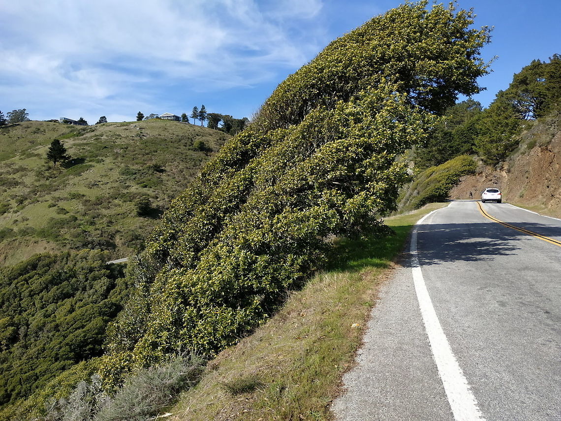 Umbellularia californica  Geotagged,Umbellularia,Umbellularia californica,United States,Winter